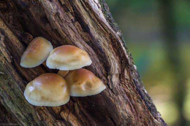 Mushrooms on Tree
Portland Japanese Garden